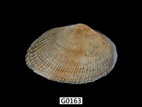 藏品(紫晃蛤)的圖片